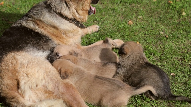 四只德国牧羊犬幼犬正在吮吸母亲的乳房。视频素材