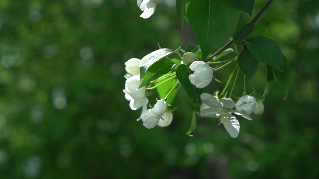 春天的苹果花枝白花。春天的概念视频素材