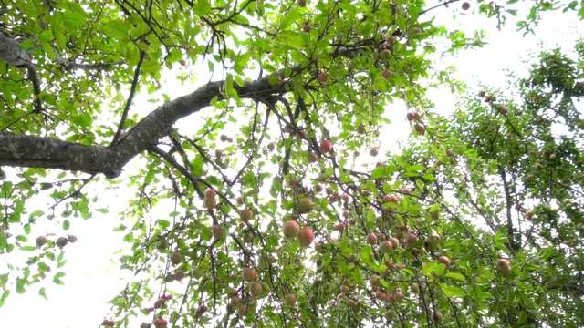 在苹果树的树枝下散步视频素材