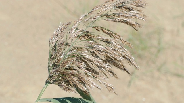 特写香蒲小穗在风中摇曳视频素材