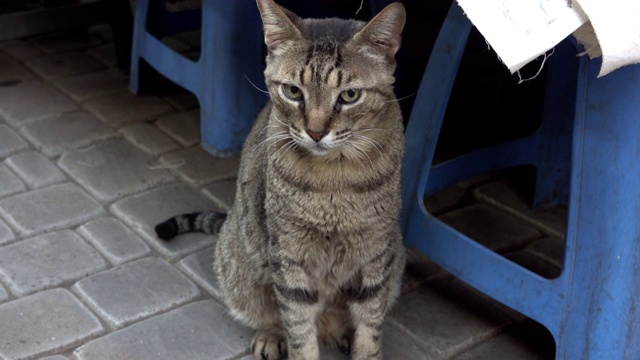 一只灰色的街头虎斑猫坐在摩洛哥市场的阴影中，慢镜头，特写视频素材