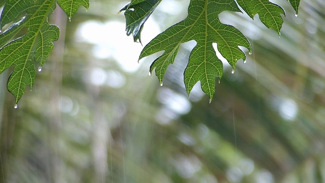 木瓜树的绿叶在雨天视频素材