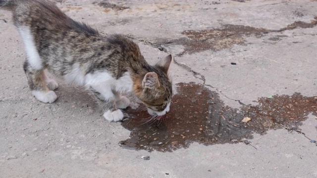 无家可归的小猫在水坑里喝水。外面大街上的一只瘦猫视频素材