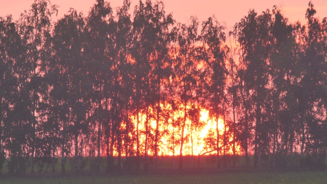 夏天的俄罗斯，太阳在树木的背景下从地平线上落下视频素材