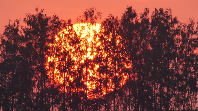 夏天的俄罗斯，太阳在树木的背景下从地平线上落下视频素材