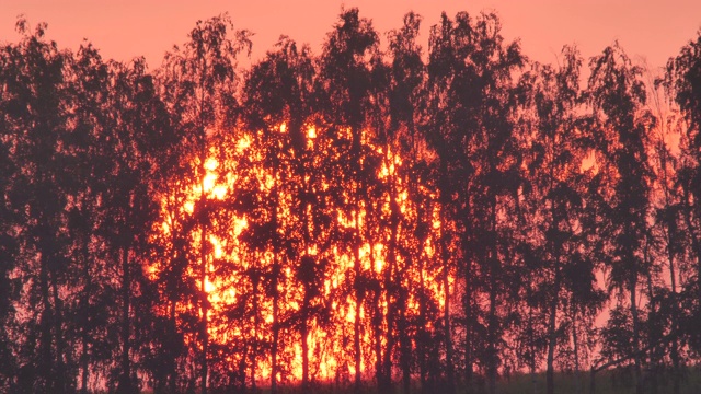 夏天的俄罗斯，太阳在树木的背景下从地平线上落下视频素材