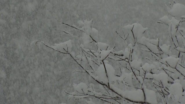 日本福岛，大雪中的树木视频素材