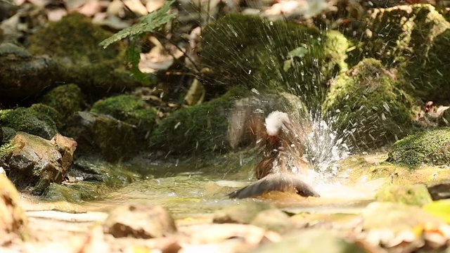 大自然中白冠画眉在池塘里嬉戏的慢镜头，野生动物视频素材