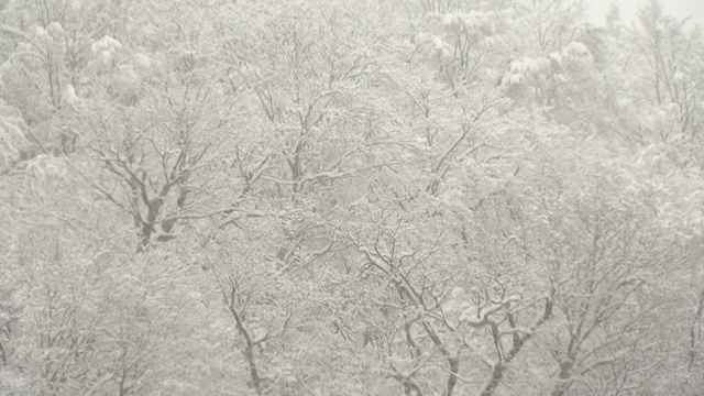 大雪中的森林，福岛，日本视频素材