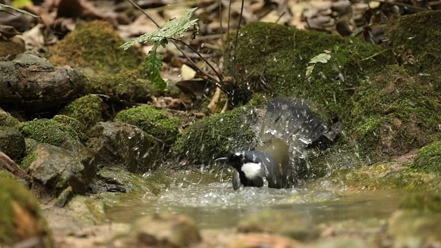 野外动物在池塘里嬉戏的慢镜头视频素材