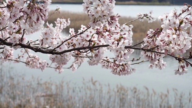 樱花视频素材