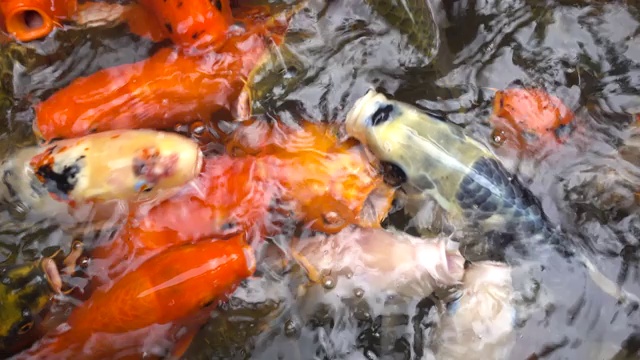 锦鲤，花式鲤鱼，在池塘里游泳视频素材