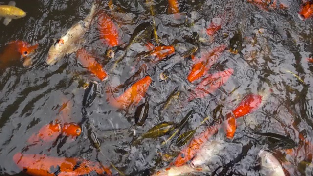 锦鲤，花式鲤鱼，在池塘里游泳视频素材