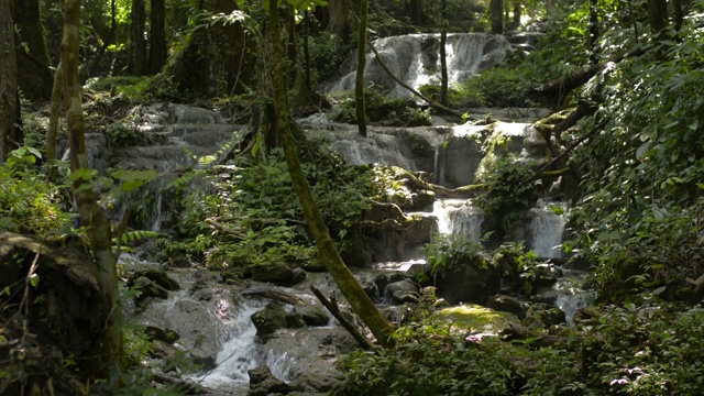 美丽的风景，水从瀑布流过岩石，通过绿色植物在肥沃的森林。丰富的热带雨林与瀑布周围的繁茂的树叶植被。视频素材