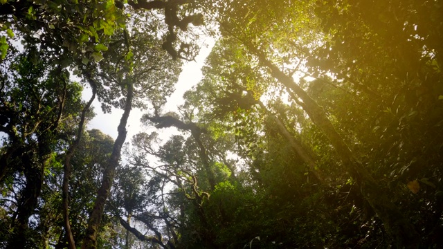 长满苔藓的老树和枯干的树干视频素材