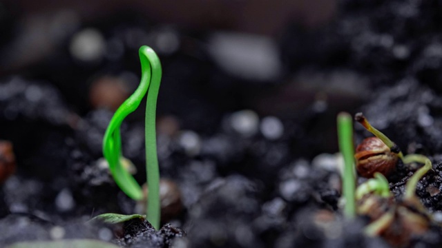 萌芽新生植物的萌芽。香菜芽从土壤中发芽。种子种在地里。间隔拍摄,加速视频。花园里一棵植物的诞生视频素材