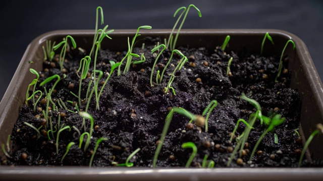 萌芽新生植物的萌芽。香菜芽从土壤中发芽。种子种在地里。间隔拍摄,加速视频。花园里一棵植物的诞生视频素材