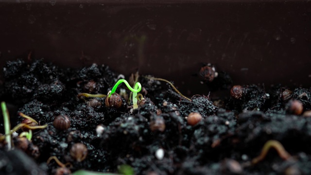 萌芽新生植物的萌芽。香菜芽从土壤中发芽。种子种在地里。间隔拍摄,加速视频。花园里一棵植物的诞生视频素材