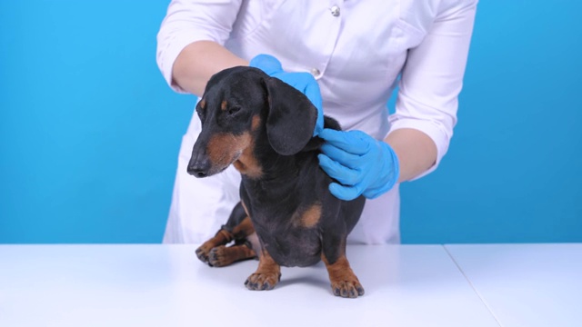 兽医戴无菌手套和制服对腊肠犬进行体检，通过狗的皮毛、蓝色背景寻找皮肤病、跳蚤或其他寄生虫视频素材