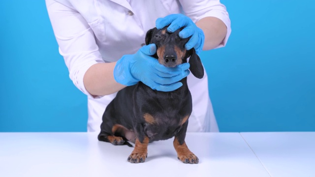 听话的腊肠犬在医院定期由兽医检查疾病，蓝色背景，拷贝空间。医生在专业设备中工作视频素材