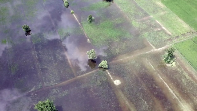 一群飞翔在云端上的白鹭，在稻田的水面上反射出阵阵银光视频素材