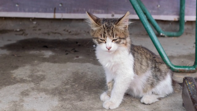 瞌睡无家可归的小猫长着绿色的大眼睛，坐着向前看。外面大街上的一只瘦猫视频素材