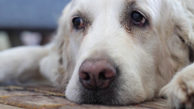 金色猎犬躺在棕色的地毯上视频素材