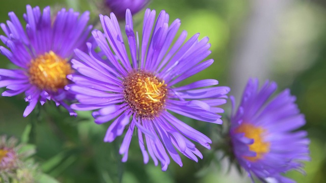 新英格兰紫菀野花视频素材