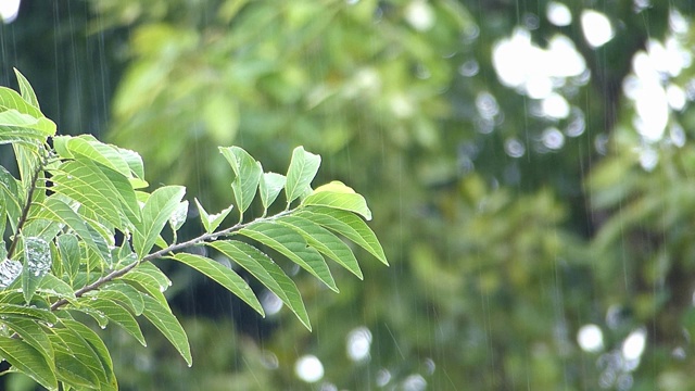 下雨天的绿叶视频素材