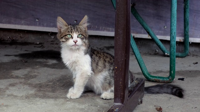 瞌睡无家可归的小猫长着绿色的大眼睛，坐着向前看。外面大街上的一只瘦猫视频素材