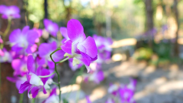 特写美丽的兰花视频素材