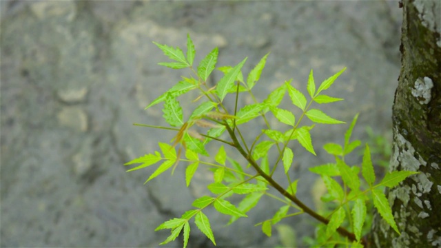 落季风雨水滴在印楝树的叶子上。雨滴落在树叶上的视频片段。美丽的雨季，绿叶上的水滴自然背景。关闭了。视频素材