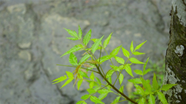 落季风雨水滴在印楝树的叶子上。雨滴落在树叶上的视频片段。美丽的雨季，绿叶上的水滴自然背景。关闭了。视频素材