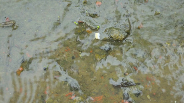 季风雨水在地面上流动。雨水在地球上下落和流动的视频画面。关闭了。美丽的雨季自然背景。关闭了。雨是由大气中的水蒸气凝结而成的水滴状液态水。视频素材