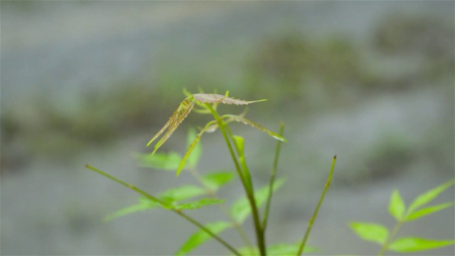 落季风雨水滴在印楝树的叶子上。雨滴落在树叶上的视频片段。美丽的雨季，绿叶上的水滴自然背景。关闭了。由大气水汽凝结而成的季风雨滴。视频素材