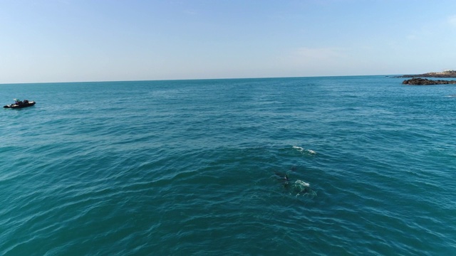 一群海豚和一艘船在海上/西浦浦，济州岛，韩国视频素材