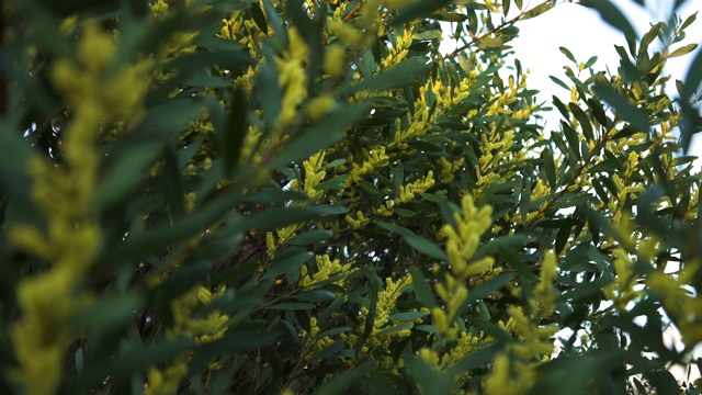 金合欢花(Acacia longifolia)视频素材