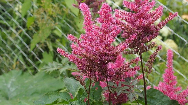 盛开的丝虫菊深红色特写生长在花园里视频素材