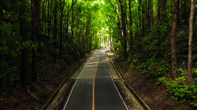 穿过绿色森林的道路。Bilar人造森林。保和、菲律宾视频素材