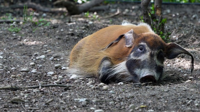 红河猪，Potamochoerus porcus，又名灌木猪。视频素材