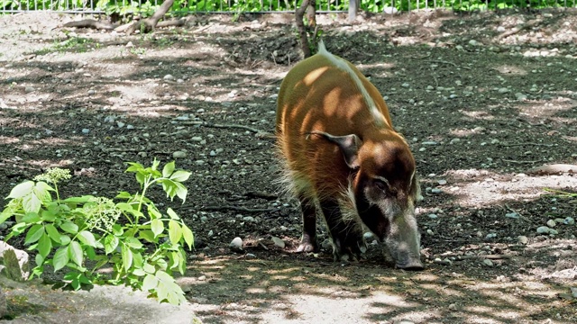 红河猪，Potamochoerus porcus，又名灌木猪。视频素材