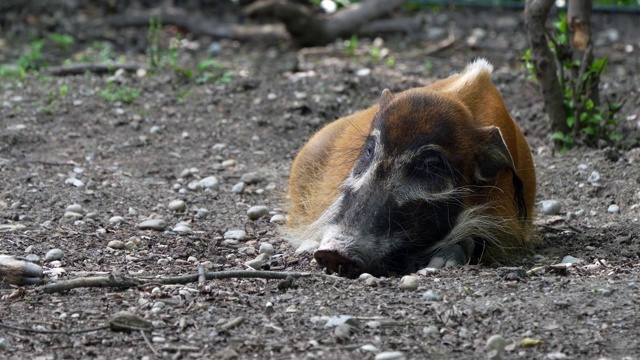 红河猪，Potamochoerus porcus，又名灌木猪。视频素材