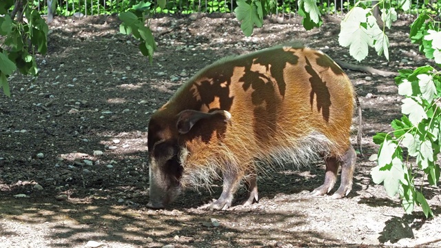 红河猪，Potamochoerus porcus，又名灌木猪。视频素材