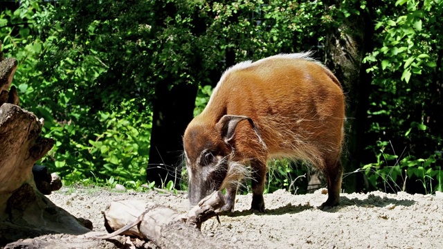 红河猪，Potamochoerus porcus，又名灌木猪。视频素材