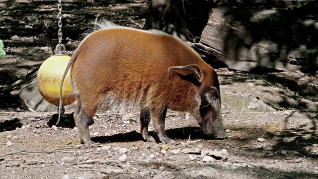 红河猪，Potamochoerus porcus，又名灌木猪。视频素材