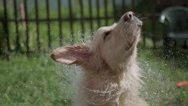 一只湿漉漉的金毛猎犬抖掉溅起的水花。夏天在后院嬉戏的小狗视频素材