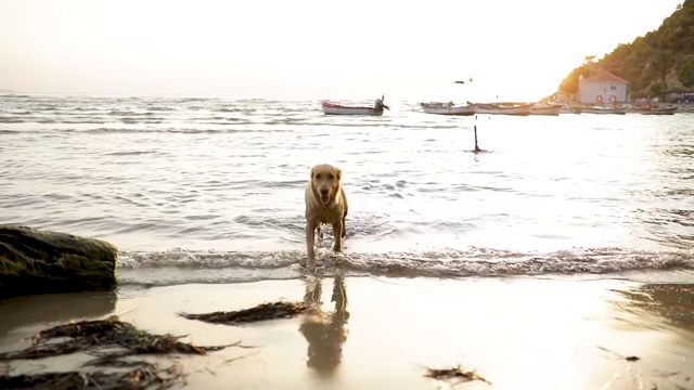 狗离水视频素材