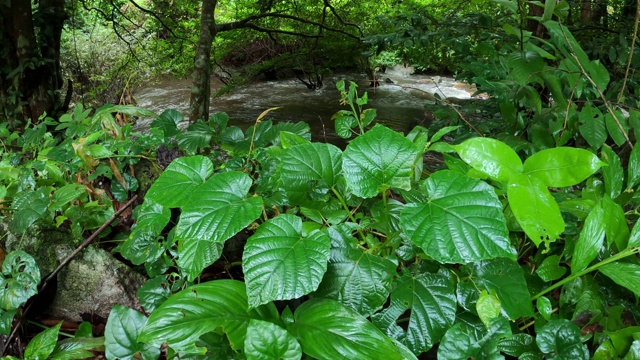 雨林中的小溪和流水视频素材