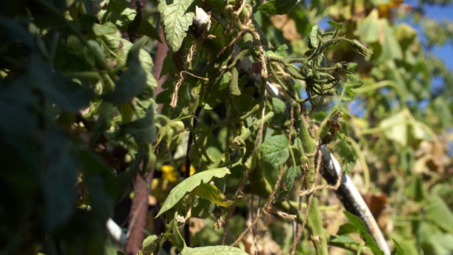 在花园里用剪枝夹从灌木上剪下大的粉红色西红柿。秋番茄收获视频素材