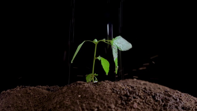 雨点下的嫩芽。视频下载